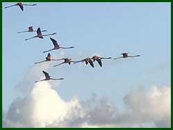 zwermen vogels